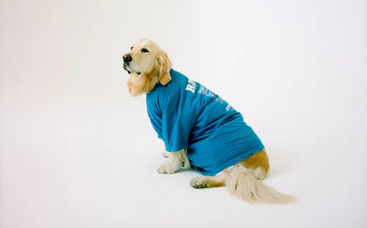 Cute dog in blue t-shirt