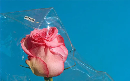 Pink Rose
